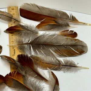 Blue Laced Red Chicken Feathers. Pack of 40